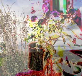 Stillleben, 2019