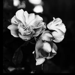 Drei Blumen, 2019