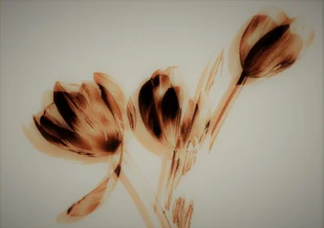 Tulpen, 2019
