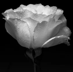 Weiße Blume und Wasser