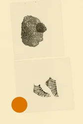 Kopffüßler