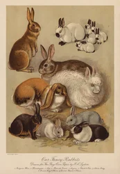 Kaninchen (Chromolithografie)
