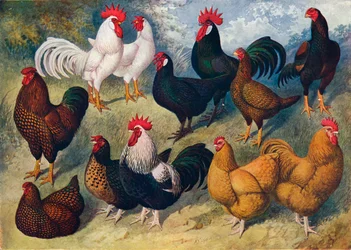 Geflügelrassen, ca. 1903-1910