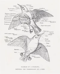 Diagramm eines Stars, das die Terminologie eines Vogels definiert