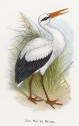 Der Weißstorch