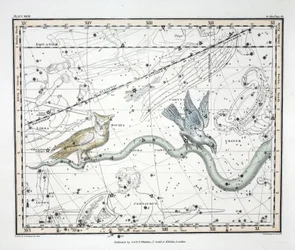 Die Sternbilder (Platte XXVII) Hydra Continua, Crater, Covus, Centaurus et Lupus, aus 