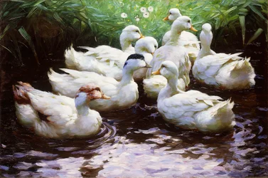 An Land (Enten)