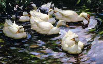 Enten schwimmen in einem sonnenbeschienenen See