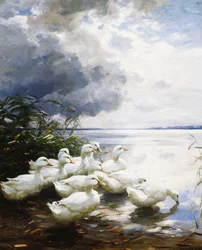 Enten am Seeufer