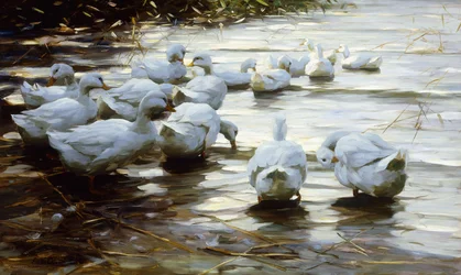 Enten im flachen Schilfwasser