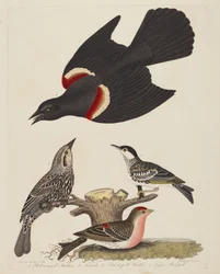 Rotflügelstärling, weiblicher Rotflügelstärling, Streifenwaldsänger und Kleiner..., veröffentlicht 1808-1814.