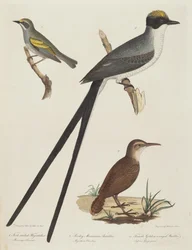 Gabelschwanz-Tyrann, Rocky Mountain Ameisenbär und weibliche Goldflügel-Waldsängerin