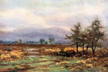 In der Nähe von Abbeyleix, Queen