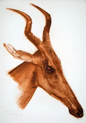 Antilope Jackson (Am Dafok), aus Dessins et Peintures d
