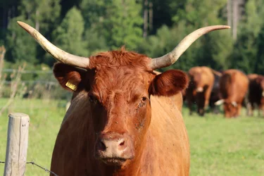 Tierisches Model
