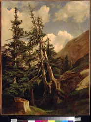 Tannen in den Bergen