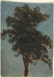Baumstudie
