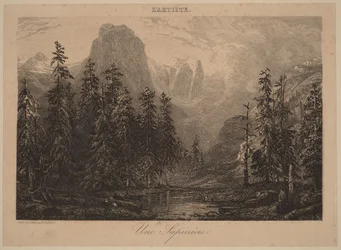Ein Tannenwald