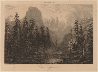 Ein Tannenwald
