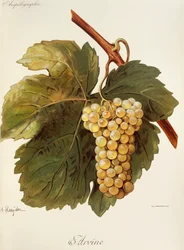 Arvine-Traube