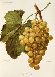 Buckland Traube von A. Kreyder