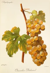 Chasselas Duhamel-Traube