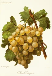 Golden Champion-Traube
