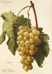 La France-Traube