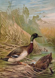 Stockenten, Illustration aus einem ungarischen Naturgeschichtsbuch, 1904