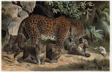 Panther und seine Jungen - Panthera, aus „Brehms Tierleben“ (Gravur)