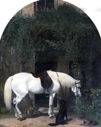 Weißes Pferd und Retriever