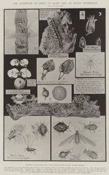 Die Ausstellung von Schädlingen für Pflanzenleben in South Kensington