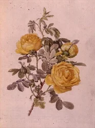 Rosa Genus, Nr.10, 755, ca.1910