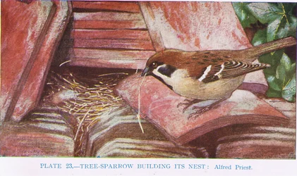 Haussperling baut sein Nest, Illustration aus British Birds von Kirkman und Jourdain, 1966