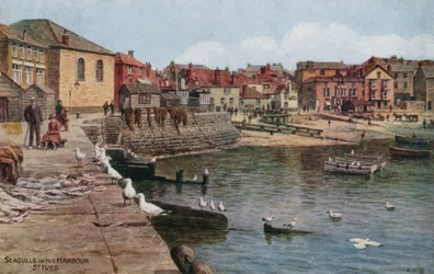 Möwen im Hafen, St Ives, Cornwall
