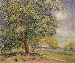Walnussbaum bei Sablons im Frühling, 1885