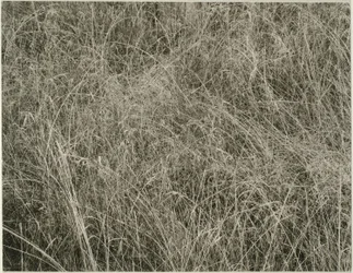 Gras