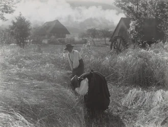 Ernte im Schwarzwald