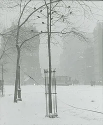 Baum im Schnee, New York City, 1900-02