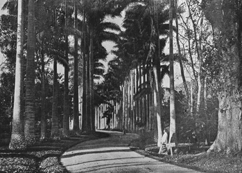 Kohlpalmen in den Peradeniya-Gärten, um 1890, 1910