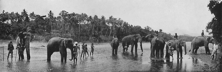 Kandy. Heilige Elefanten des Tempels beim Baden, um 1890, 1910