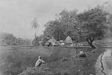 Reisfeld in der Nähe von Gampola, ca. 1890, 1910