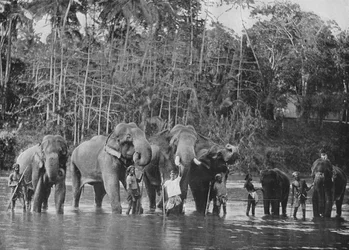 Heilige Elefanten baden im Mahaweli Ganga bei Katugastota, ca. 1890, 1910