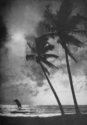 Die palmengesäumte Küste bei Sonnenuntergang, ca. 1890, 1910