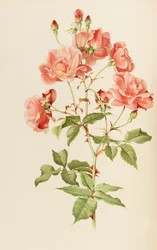 Illustration aus The genus rosa von Ellen Willmott, 1914