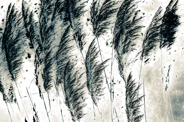 Wind aus dem Westen