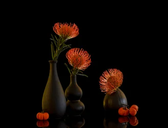 Herbstliches Protea-Stillleben
