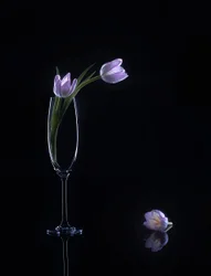 Elegante Lila Tulpen