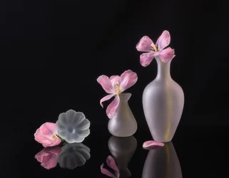 Verblassende Rosa Tulpen