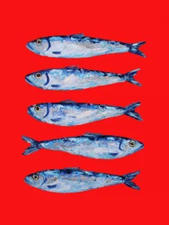 Kühne blaue Sardinen